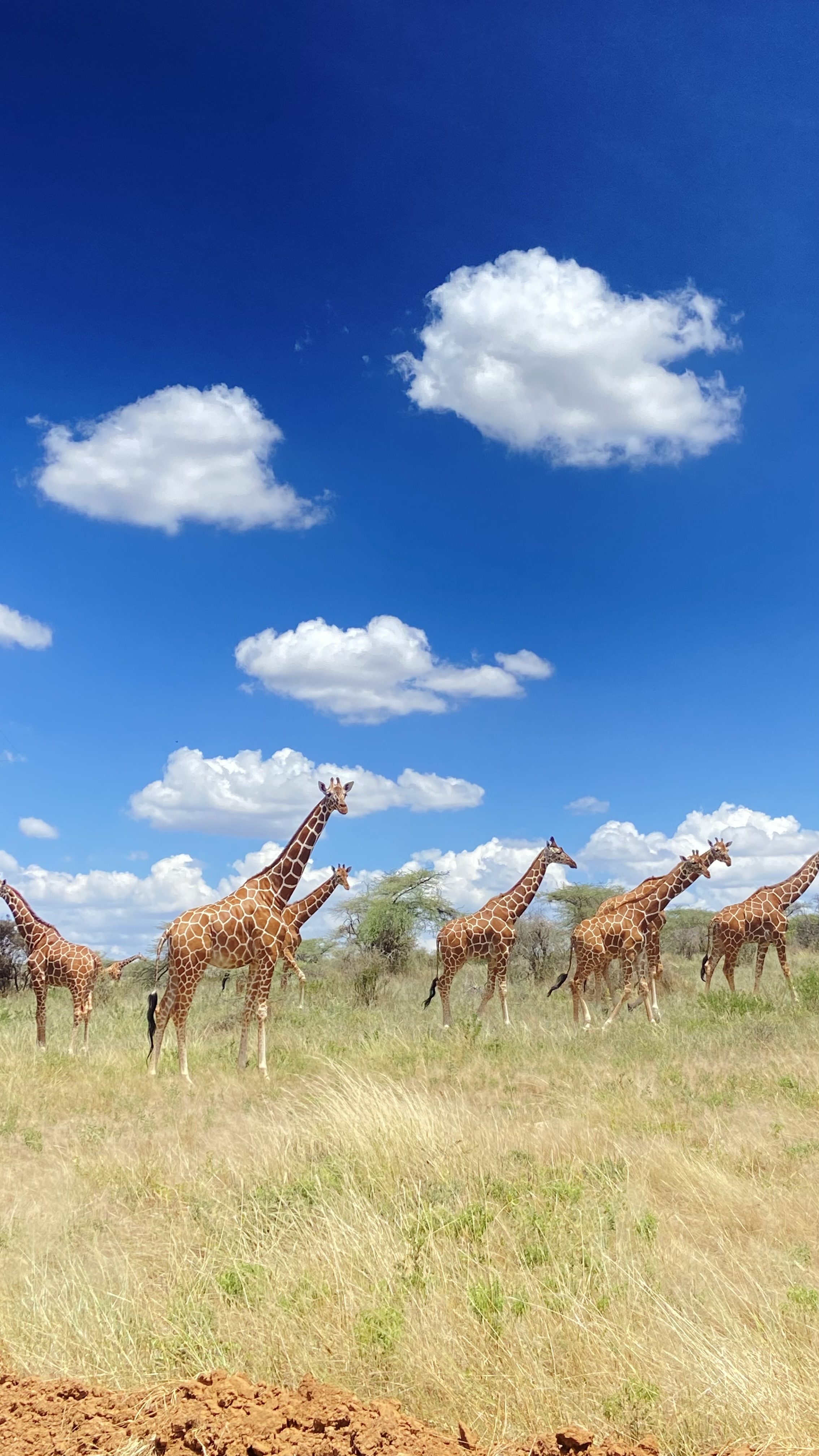 Safari wildlife